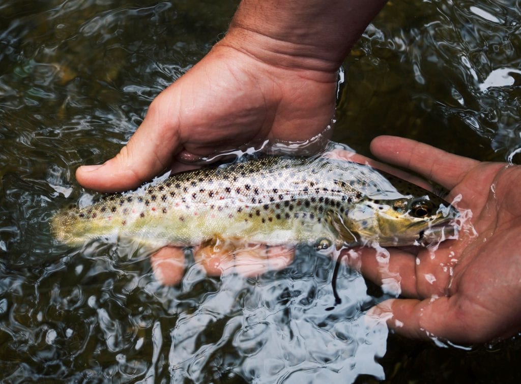 Poisson