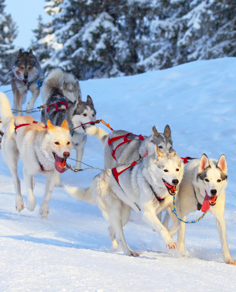 Activités à faire au ski