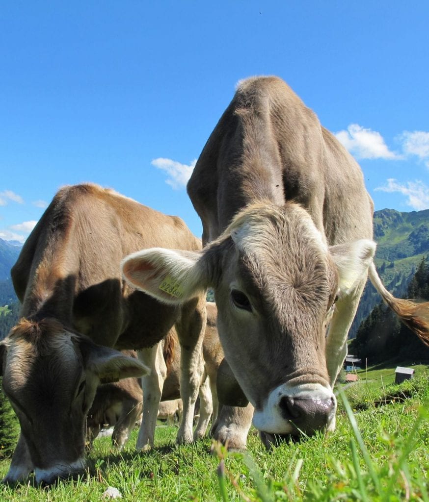 Tour des fromages de France
