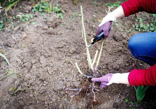 Planter un rosier