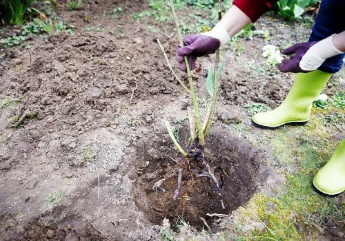 Planter un rosier