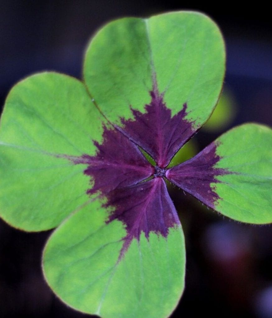 Oxalis