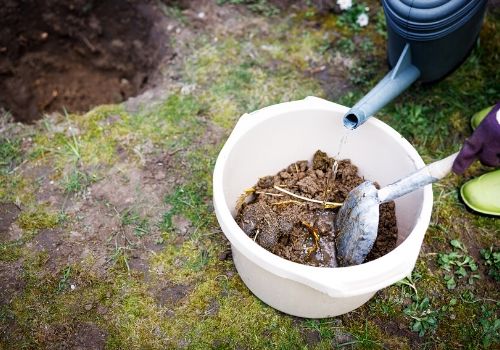 Planter un rosier