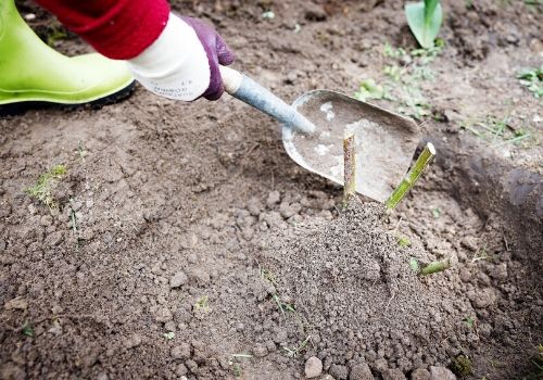 Planter un rosier