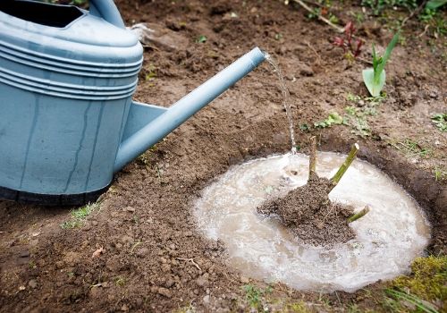Planter un rosier