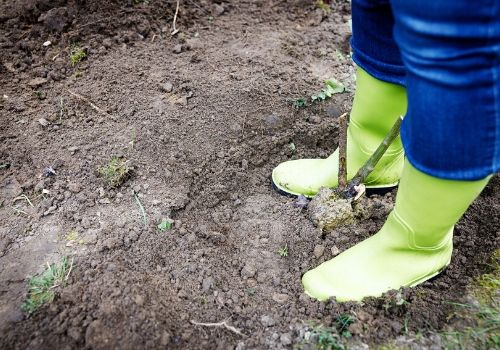 Planter un rosier