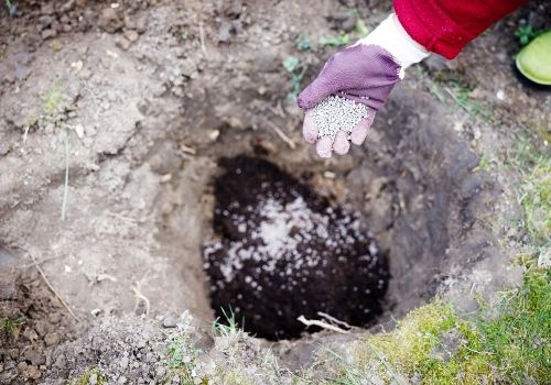 Planter un rosier