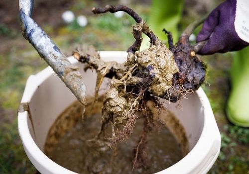 Planter un rosier