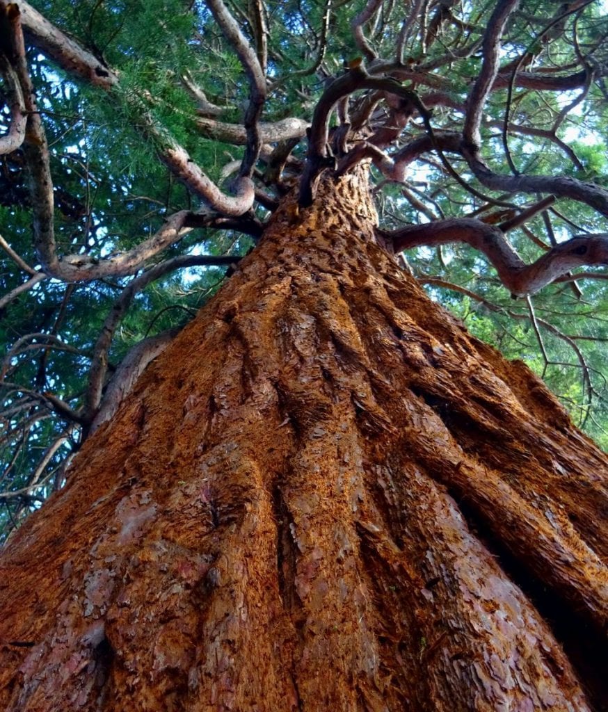 wood wide web