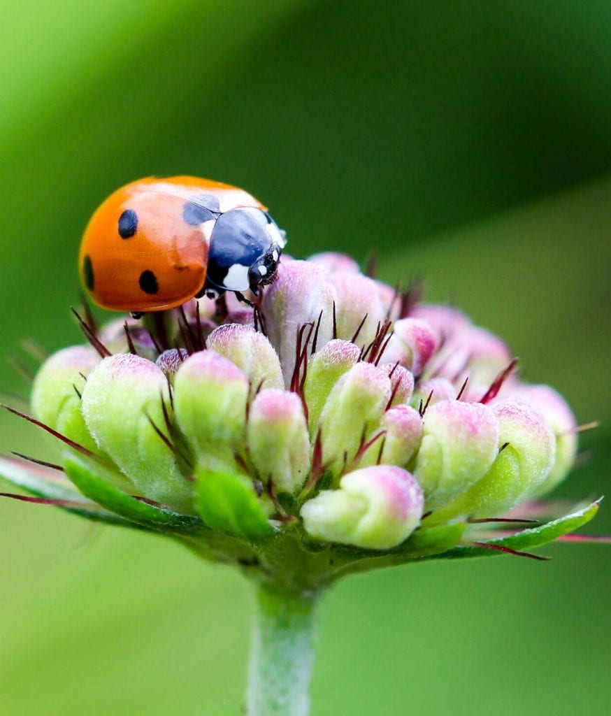 Permaculture