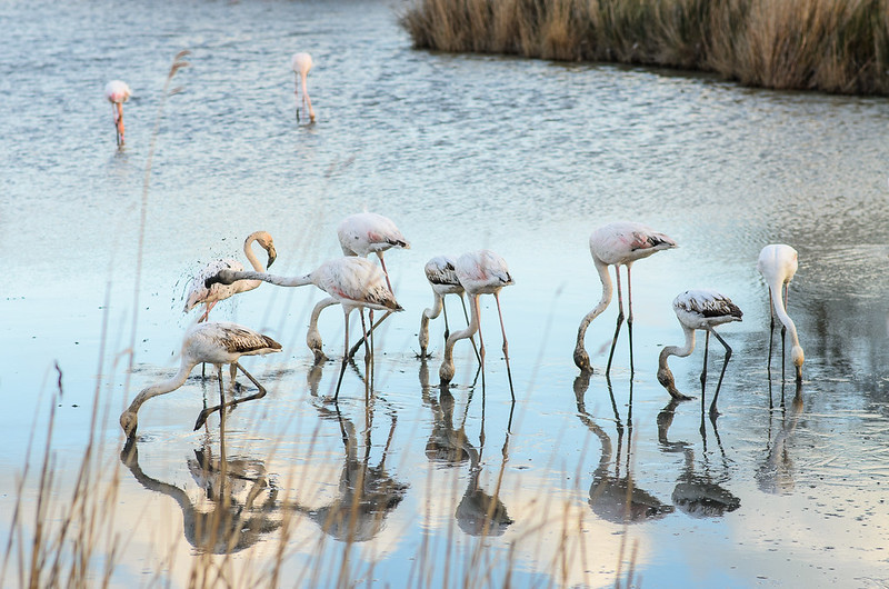 Les Saintes-Maries-de-la-Mer, la capitale de la Camargue