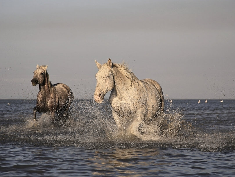 Les Saintes-Maries-de-la-Mer, la capitale de la Camargue
