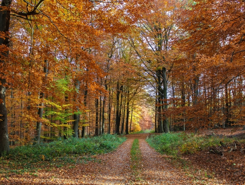 5 forêts flamboyantes à découvrir