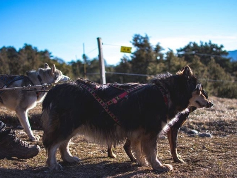Cani Rando dans le Vercors