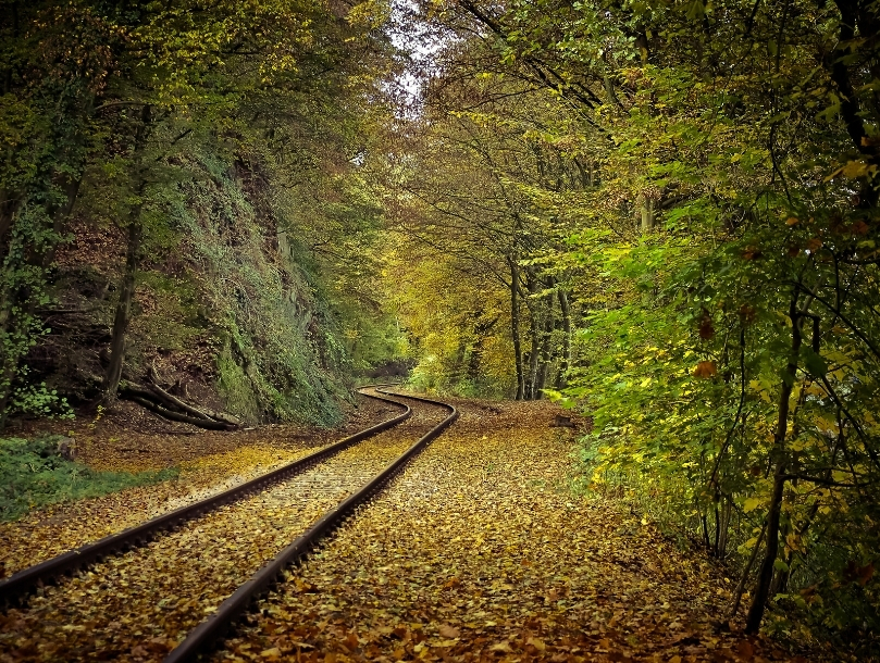 5 forêts flamboyantes à découvrir