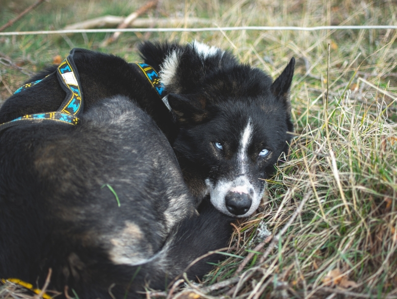 Cani Rando dans le Vercors