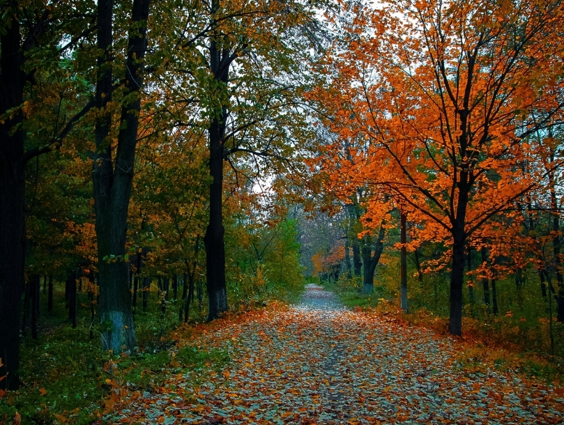 5 forêts flamboyantes à découvrir