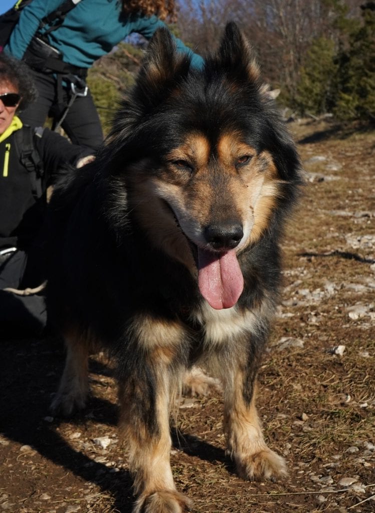 Cani Rando dans le Vercors