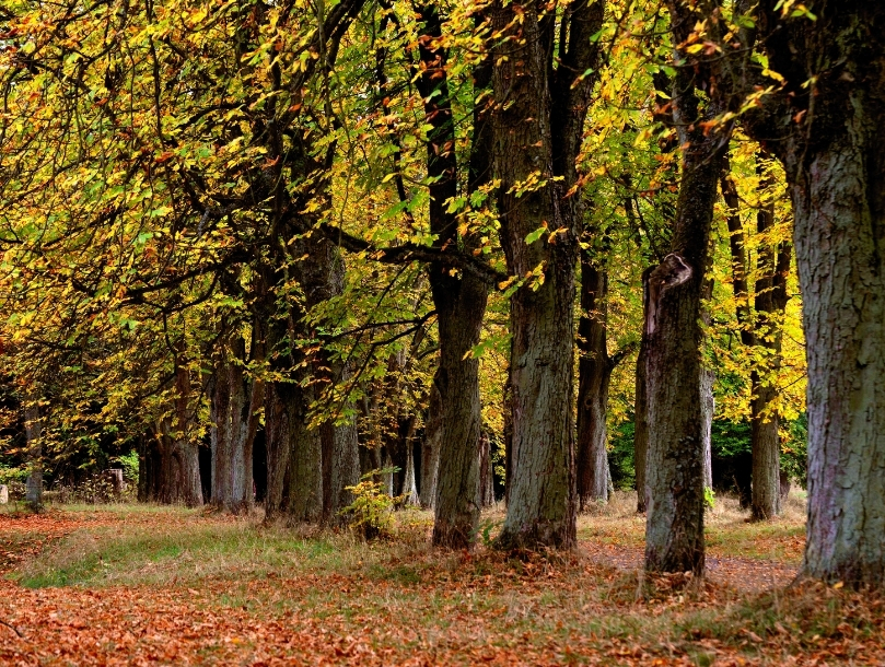 5 forêts flamboyantes à découvrir