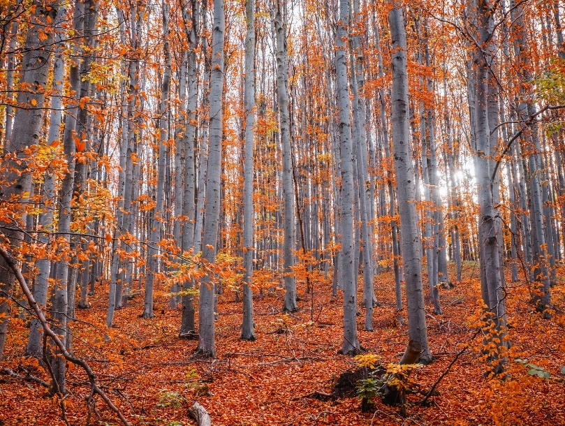 5 forêts flamboyantes à découvrir