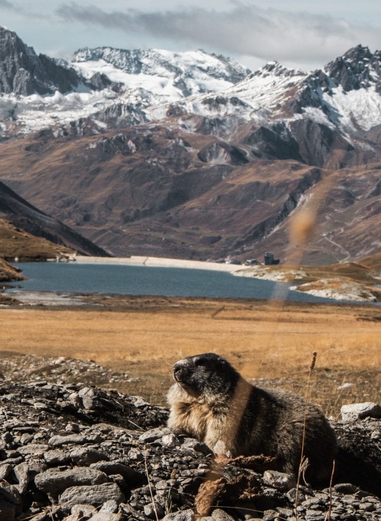 marmotte randonnée alpes