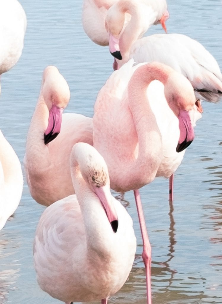 camargue faune