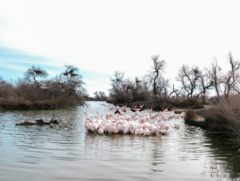 camargue nature