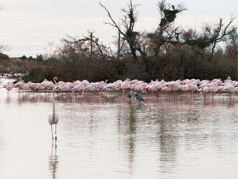 flamants roses camargue