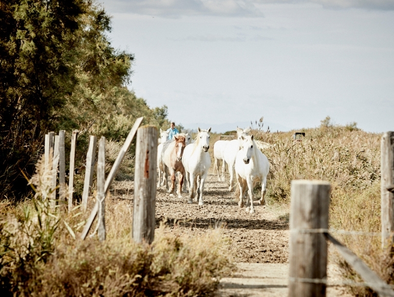 chevaux blanc camargue