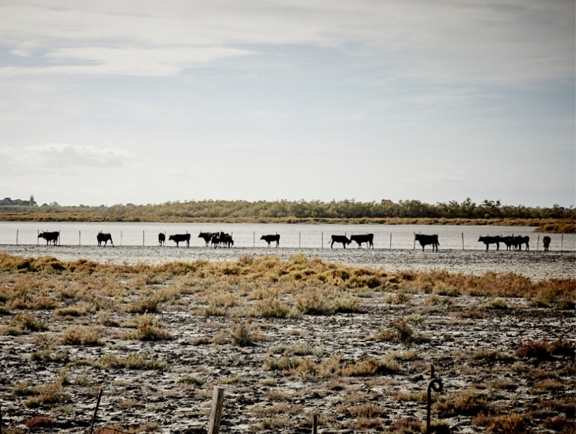 champ taureaux camargue