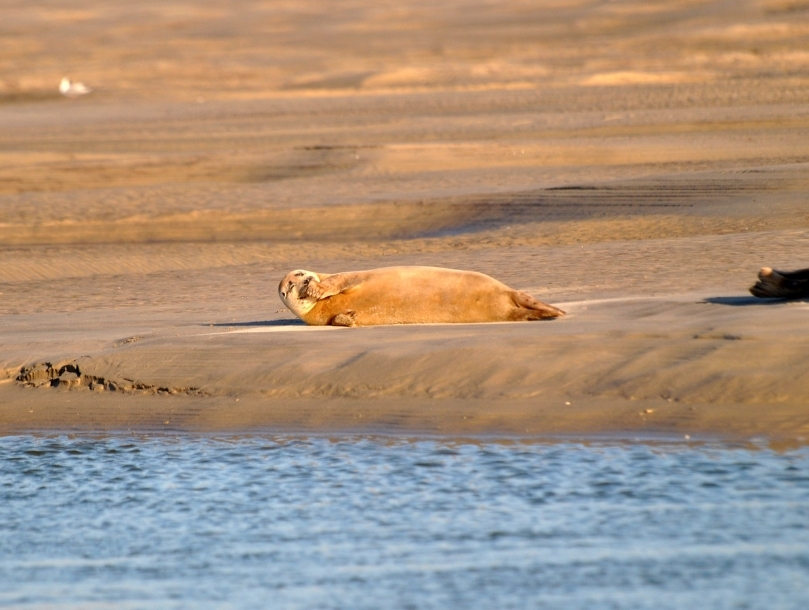 lieux incontournable baie d'authie