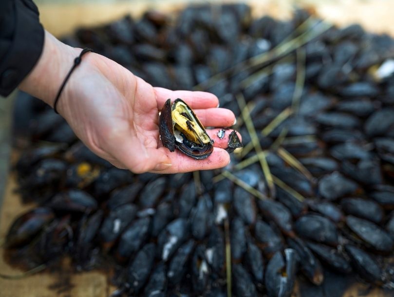 moules