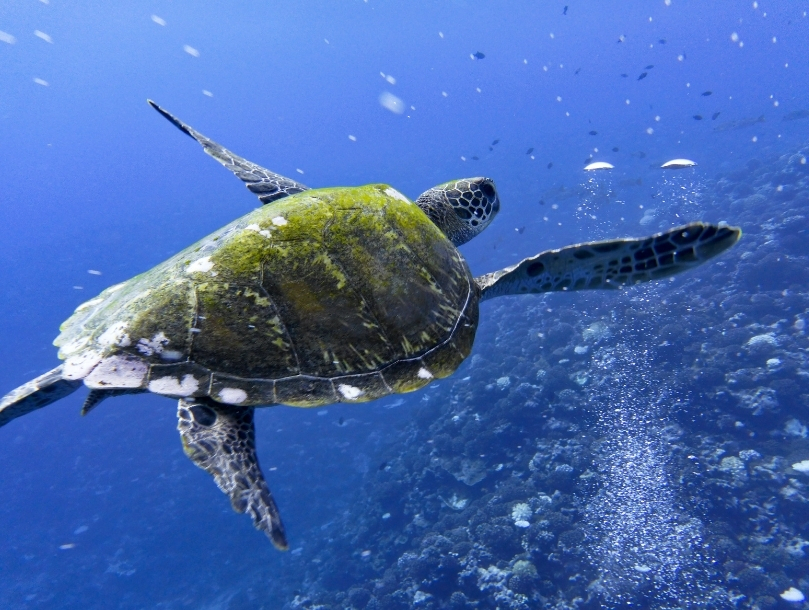 tortue
