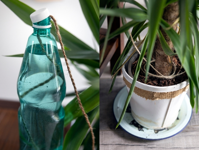 arrosage plante
