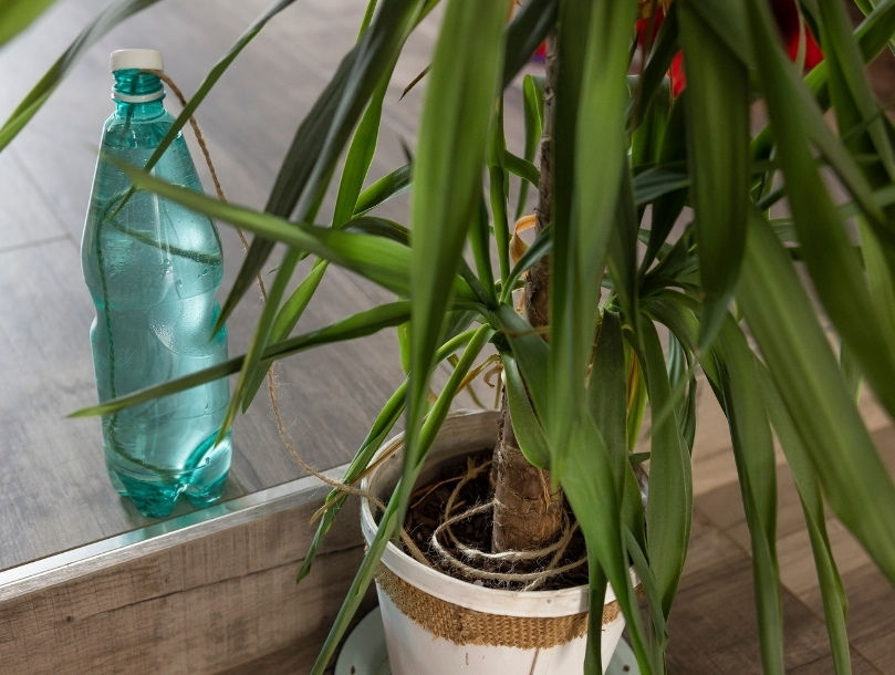 arrosage plante