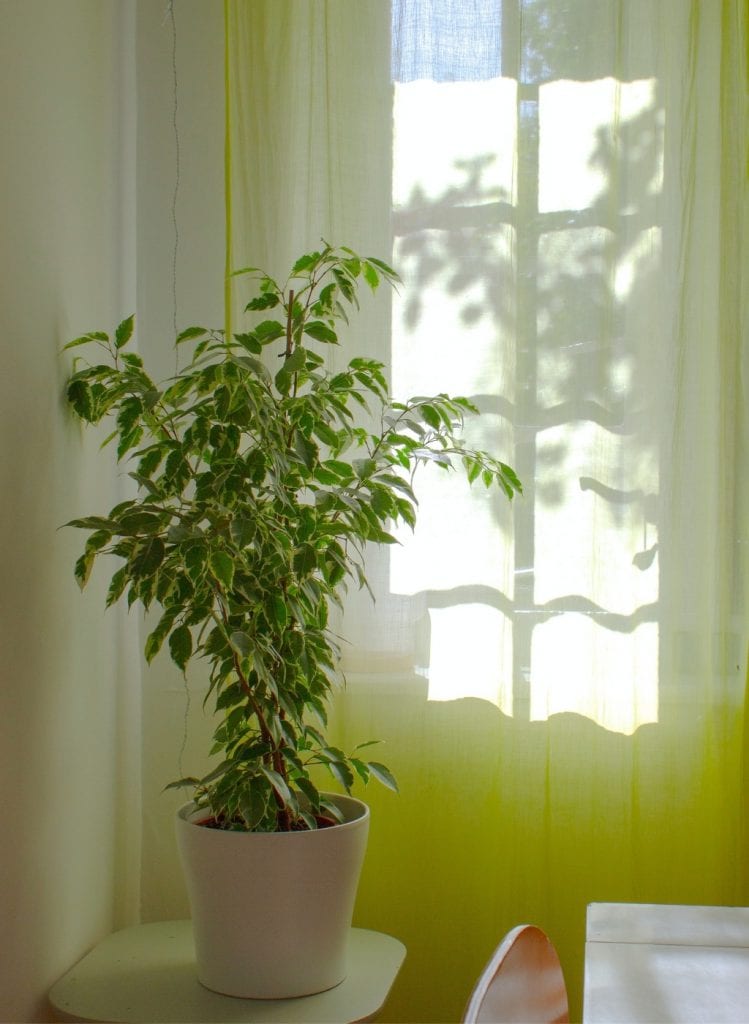 plante ombre